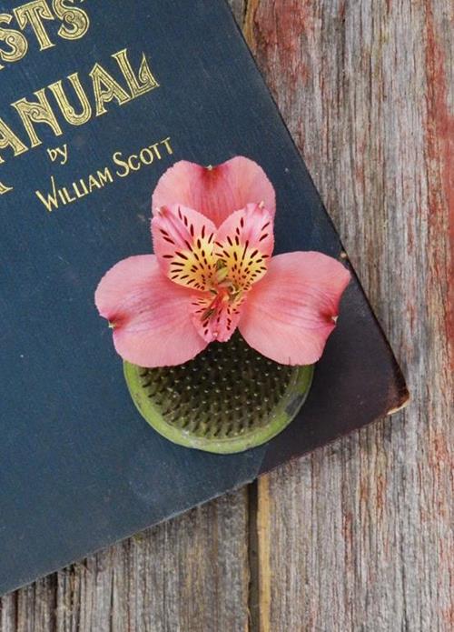 KODIAK  HOT PINK ALSTROEMERIA